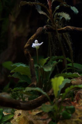 Bucephalandra sp. 'Wavy Green' for Sale | Aquarium Plants in Canada